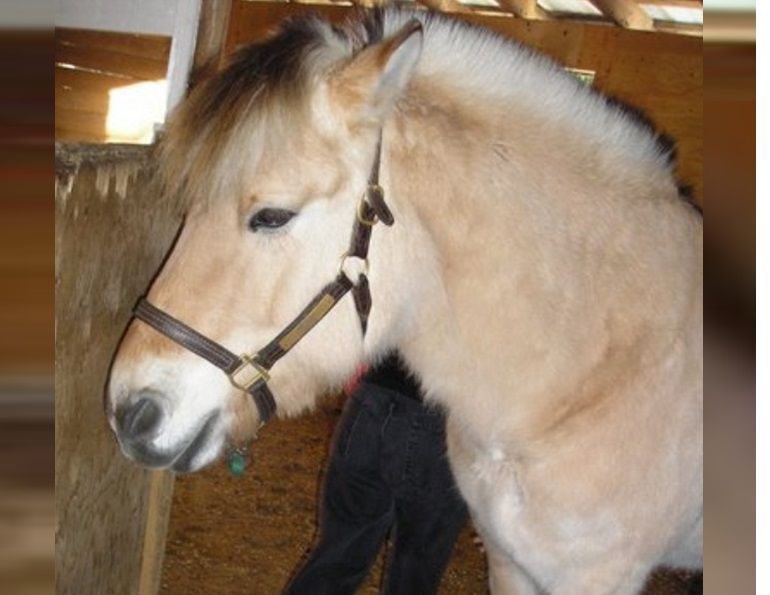 2012 canadian horse journal readers choice awards, therapeutic riding, horse therapy, north fraser therapeutic riding association