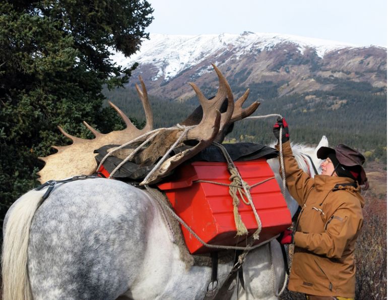 Pack horses, pack mules, tania millen, horse jobs pack mule