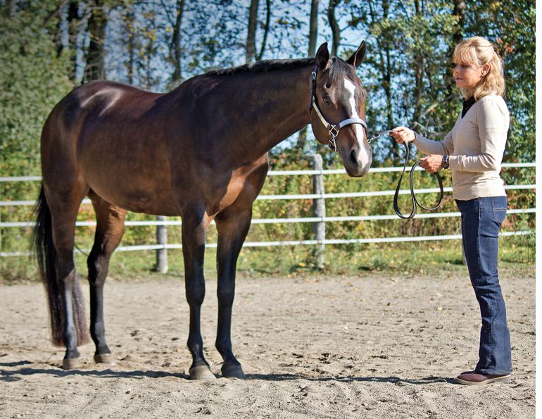 Horse showmanship skills, off-season horse training, best practices for working on horse showmanship skills, horse showmanship fundamentals, practical benefits of horse showmanship, horse showmanship training, how to read your horse's body language, Lindsay Grice