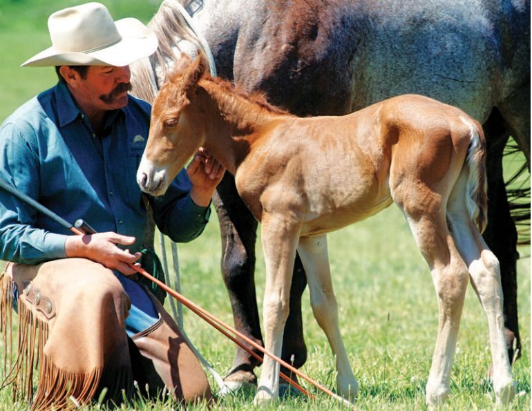 Pat Parelli, natural horsemanship, training foals, working with foals, foal-human interaction at birth, foal imprinting