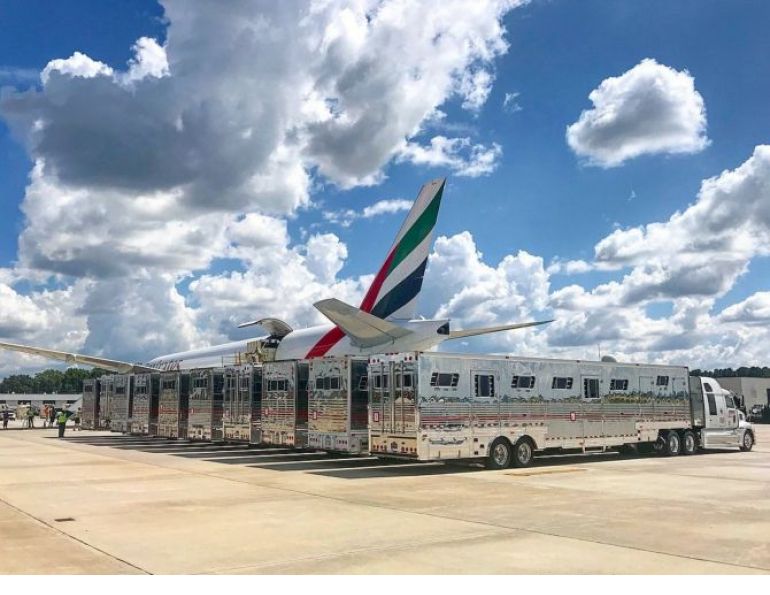 A new study will investigate how to optimize the welfare of horses being transported by air. Horses are among the most travelled domestic species, and although there has been plenty of research into road travel, less is known about how they cope with travelling by air.