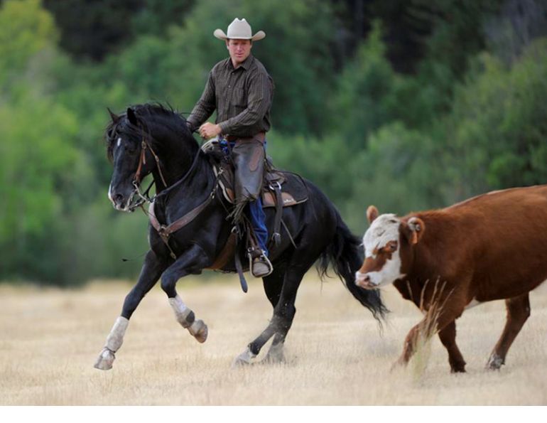 Jonathan Field, control your horse, equine Ground Skills horses, horses controlling steer, natural horsemanship, connecting with your horse, horses working cows