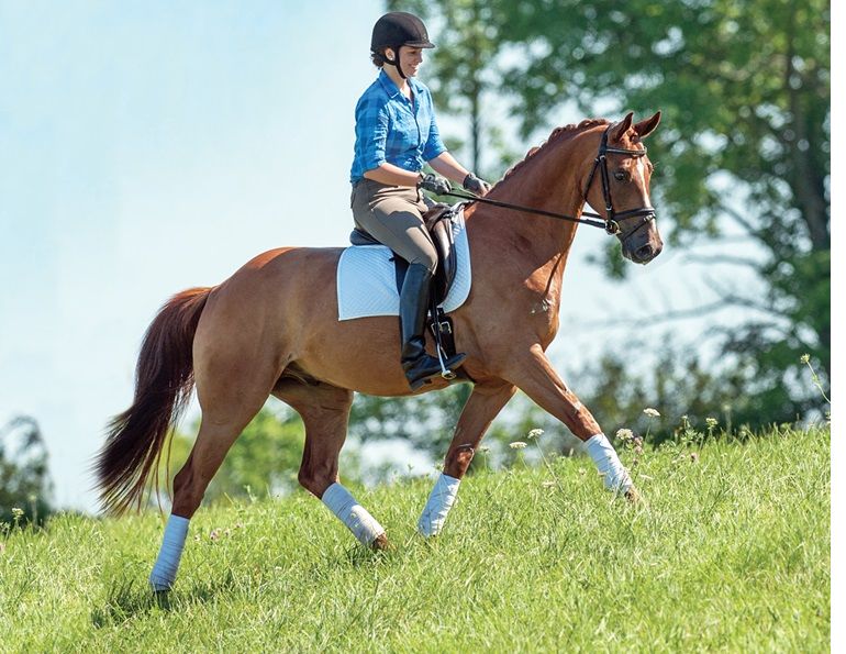 schooling horses, lindsay grice, canadian equestrian coaches, horse learning styles, how do horses learn? types of horse training, horse riding lesson plan, communicating with horses