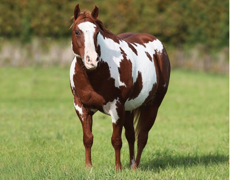 shelagh niblock horse nutrition, horse's diet ppid, equine cushings disease, tying up horse, metabolic conditions horse, pssm type 1 and 2 horses
