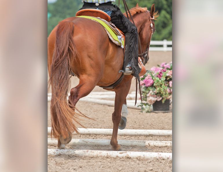 Lindsay Grice, Equestrian Canada coach and judge, poles horse, exercises with poles horse, horse obstacles, help horse straight, adjust horse's stride, suppleness horse, schooling exercises horses, pole exercises horses
