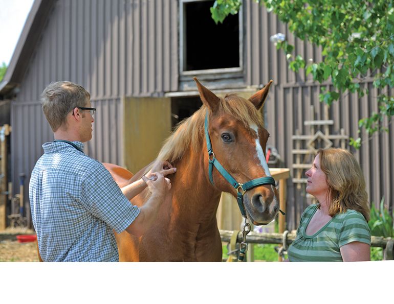 how to vaccinate horse, spring equine vaccinations, why vaccinate horse, equine dentists, why do horses need dental care, equine dentist visit, parasite control horse, deworming my horse, euqine soundness evaluation, spring vet visit horse, how to care for my broodmare, equine reproductive examp, dr. lauren macleod delta bc how to vaccinate horse, spring equine vaccinations, why vaccinate horse, equine dentists, why do horses need dental care, equine dentist visit, parasite control horse, deworming my horse, euqine soundness evaluation, spring vet visit horse, how to care for my broodmare, equine reproductive examp, dr. lauren macleod delta bc