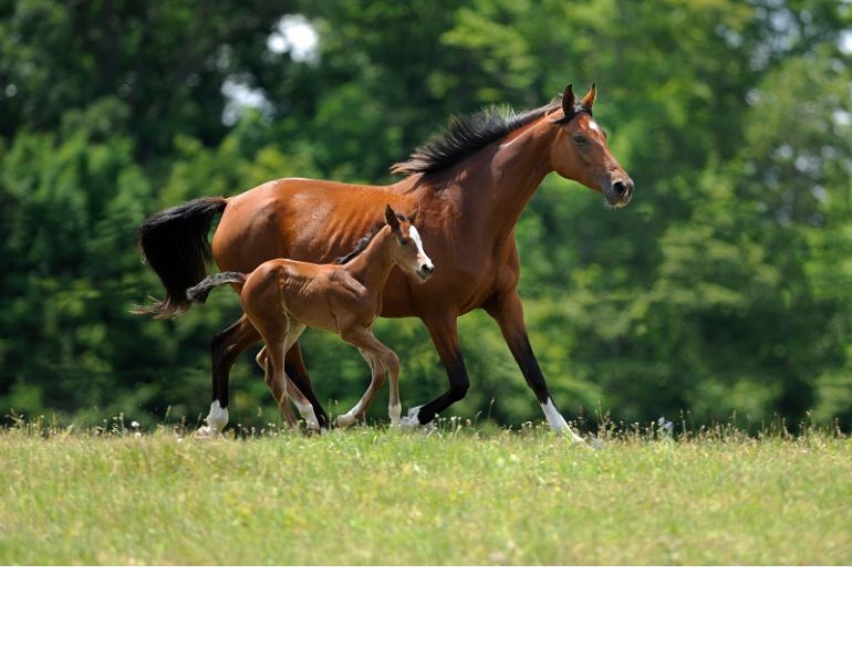 Breeding Your Mare, equine bloodlines breeding, horse breeding for temperament, lindsay rogers, cycling mare, palpating mare, fertilizing mare, equine artificial insemenation, horse insemenation Breeding Your Mare, equine bloodlines breeding, horse breeding for temperament, lindsay rogers, cycling mare, palpating mare, fertilizing mare, equine artificial insemenation, horse insemenation