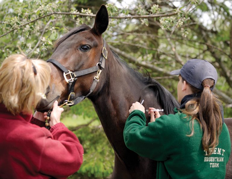 horse vaccination, equine vaccines, horse immune system, vaccination schedule horses, equine disease prevention, horse health management, biosecurity horses, vaccination program horses, horse care basics