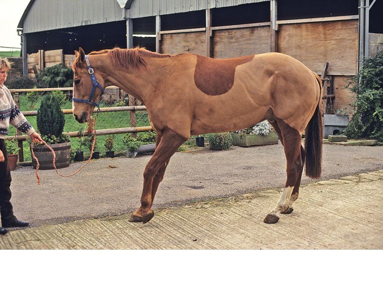 equine laminitis, horse laminitis, foundered horse, horse founder, horse sole support, hoof care, hoof support, coffin bone, horse metabolic, horse obesity, equine obesity equine laminitis, horse laminitis, foundered horse, horse founder, horse sole support, hoof care, hoof support, coffin bone, horse metabolic, horse obesity, equine obesity