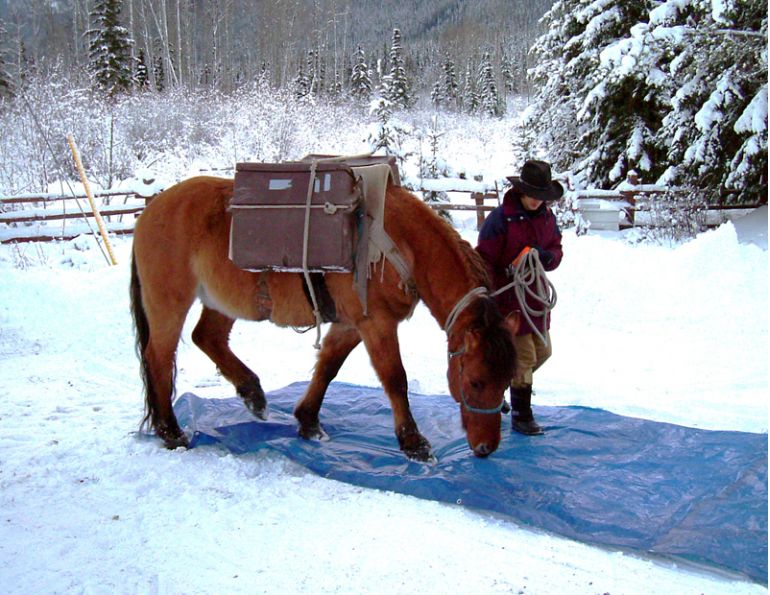 Stan Walchuk Jr, horse trail riding safety tips, Choosing Trail Horse, trail riding Stan Walchuk Jr, horse trail riding safety tips, Choosing Trail Horse, trail riding