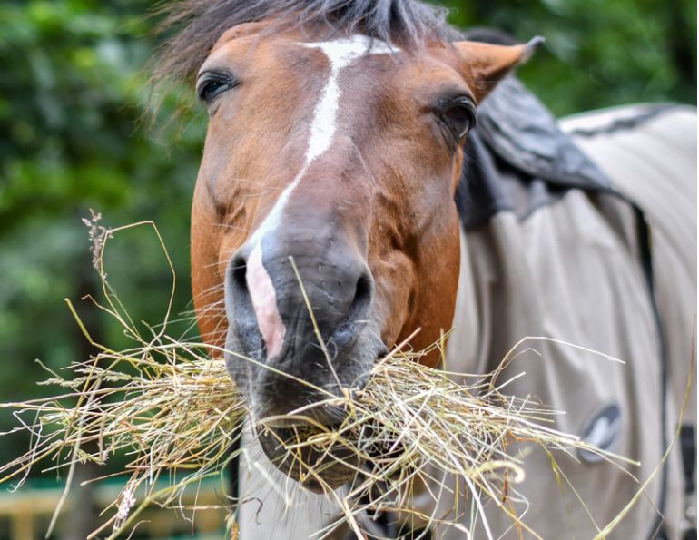 best way to soak hay, horse feed management practices, how to find higher quality horse forage, advantages of steaming horse hay,