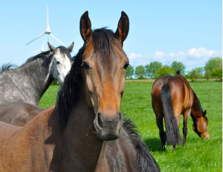 Equine Code of Practice, Equine Care, Equine Handling, Equine Code, Canada Equine Code, 2013 Equine Code, Judith Lavoie