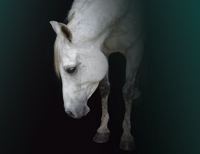 equine mental health, depression in horses, horse behaviour, horse welfare, equine welfare, horse psychology, equine psychology, horse stress, horse management, turnout, pasture, herd behaviour, Warmblood, horse training, emotional well-being, Canadian horse industry, horse care, equine behaviour, horse socialization, horse enrichment, welfare science, Abby Stilwell