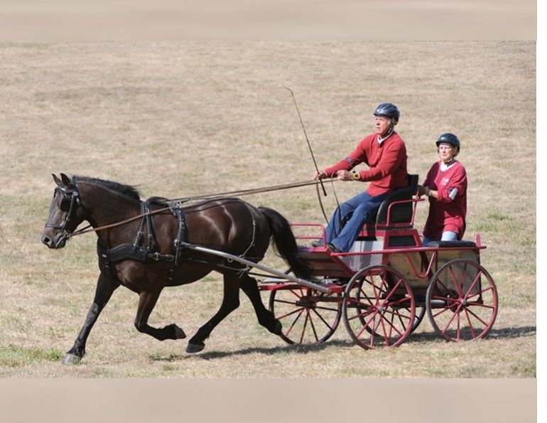 conditioning horses, keeping horse fit, how to keep horse healthy and strong
