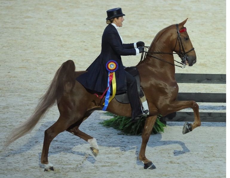 american saddlebred breed profile, versatile horses, american-bred horses