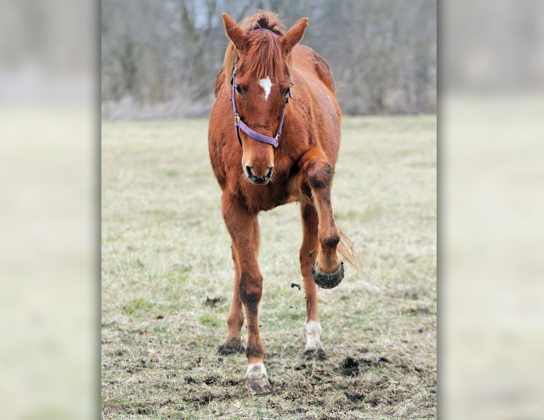 horse colic, what is equine colic, equine digestive tract, preventing horse colic, treating horse colic, how much water horse, how much exercise horse, what should a horse eat, colic risk rater, equine guelph