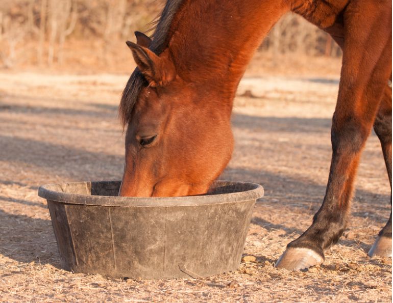 Beet pulp, horse feed, horse nutrition, Dr. Wendy Pearson, Herbs for Horses, Ontario Veterinary College Beet pulp, horse feed, horse nutrition, Dr. Wendy Pearson, Herbs for Horses, Ontario Veterinary College