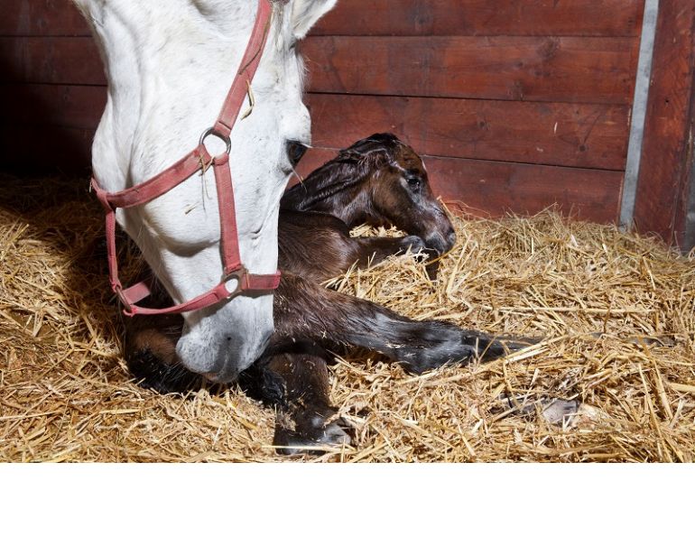 Early Pregnancy Loss in Horses, Equine miscarriage, Royal Veterinary College (RVC) chromosomal defect horse miscarriages, why did my horse miscarriage