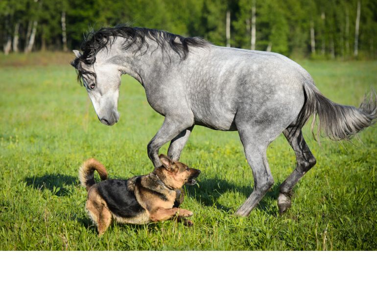 heat stress dogs, what to do if dog locked in car, my dog is suffering heat stroke, how to help overheated dog, what to tell heatstroke vet