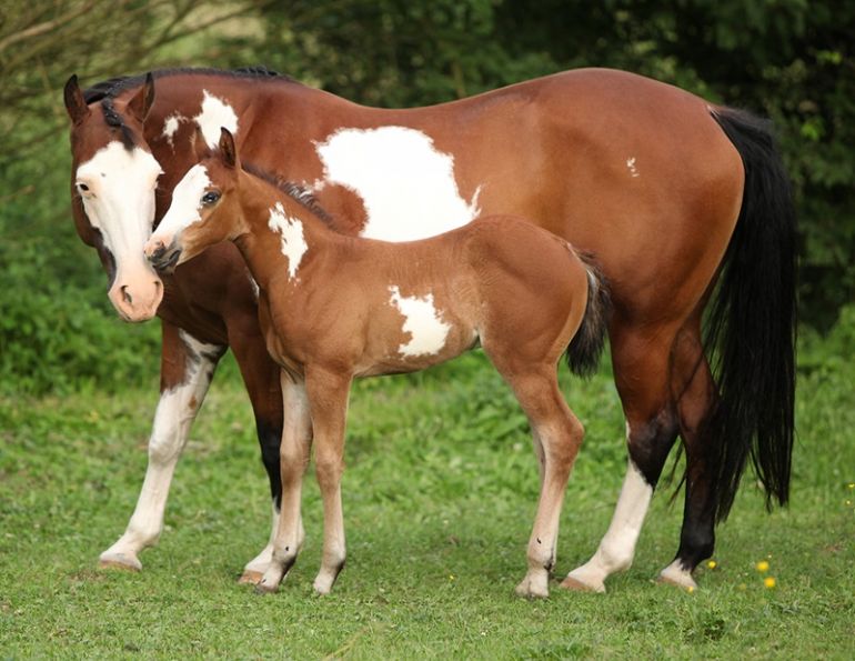 ethical decisions about equine genetic diseases, Lindsay Day, equine research, mutation equine genetic code, Hyperkalemic Periodic Paralysis, HYPP, Hereditary Equine Regional Dermal Asthenia, HERDA 