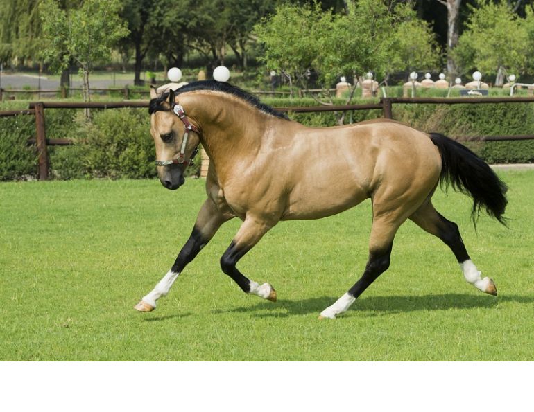 Develop Your Horse’s Topline, protein in horse feed for performance amino acids horses otter co-op feed, athletic horse feed