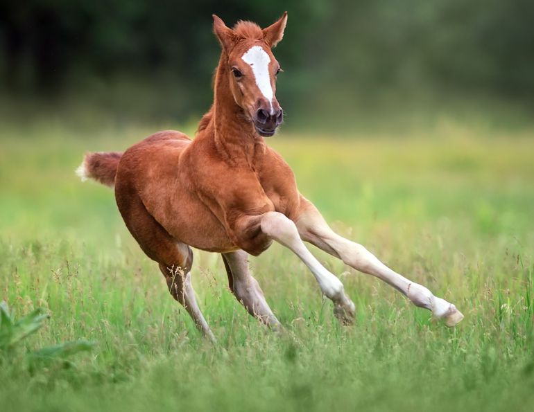 horse council bc membership, renew my hcbc membership, 2023 Hcbc membership, 55+ bc games horse, equestrian events bc, horseplay hcbc