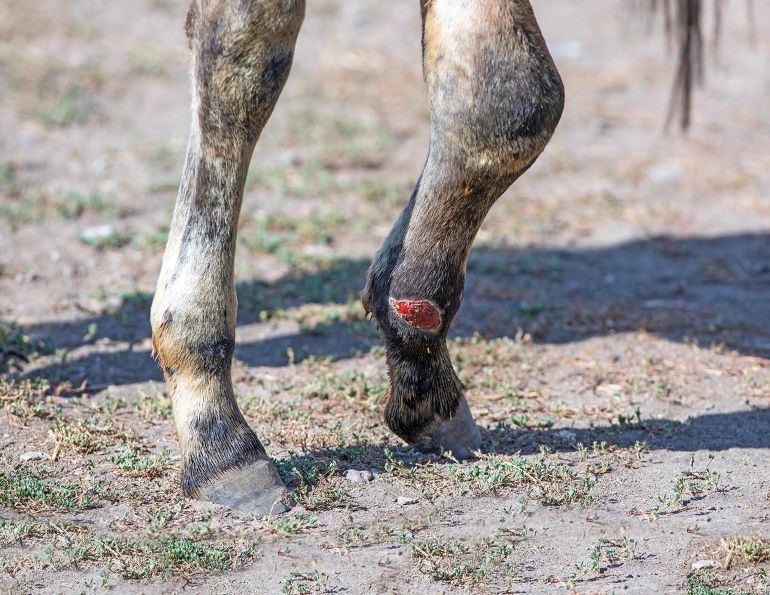 Treatment For Equine Joint Infections, morris animal foundation, equine orthopaedic surgery, north carolina university equine, laminitis and joints horse