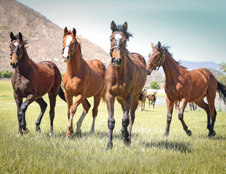 nrc feeding guidelines for horses, shelagh niblock horse nutrition,national academy of sciences equine, feeding guidelines for horses