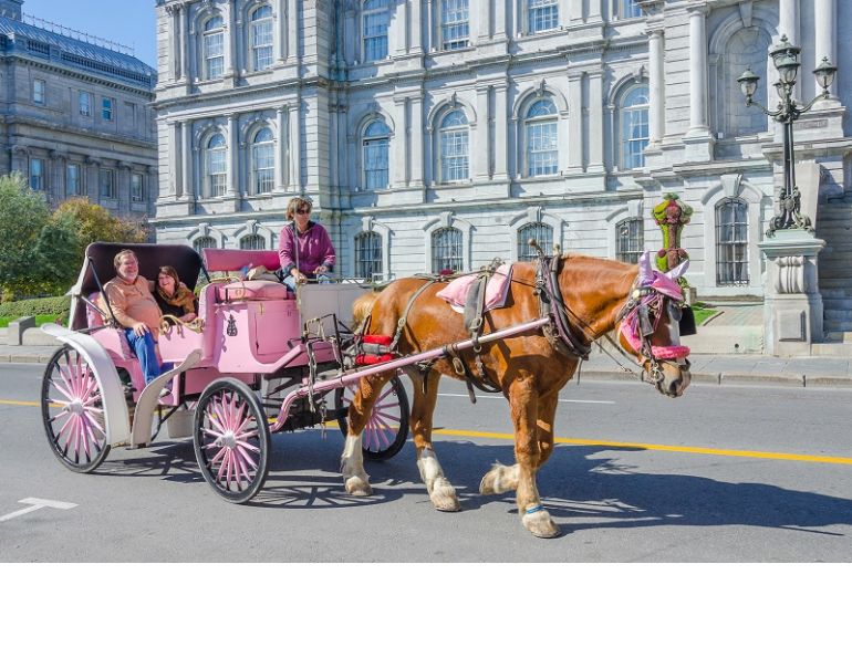 horse carriage ban montreal horse ban, quebec horse ban, caleche horses, old montreal horse