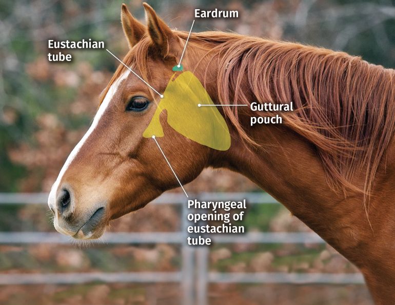 horse strangles, boarding barn strangles, stable strangles, equine strangles, streptococcus equi subspecies equi, equine antibioities, dr ashley boyle penn vet