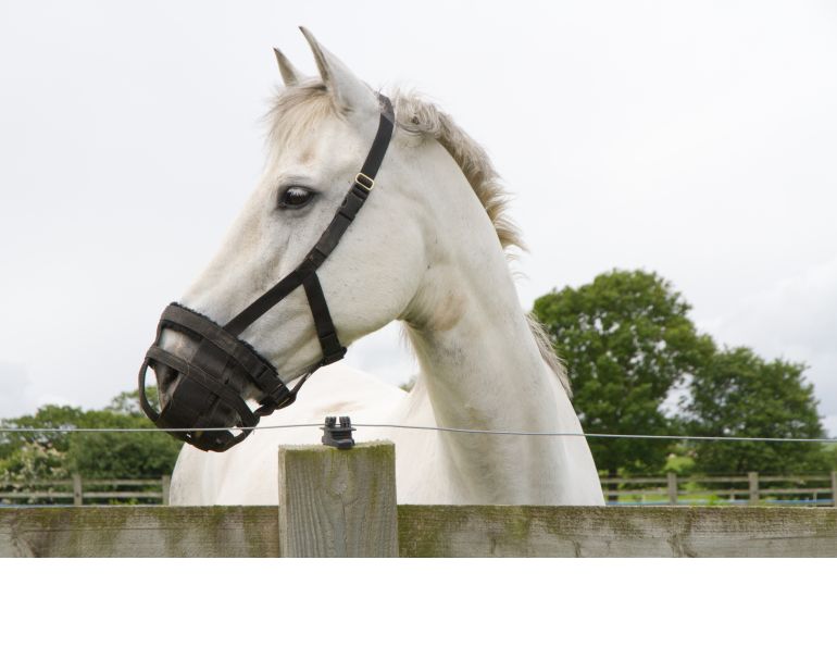 equine obesity, horse equine nutrition, horse grazing equine grazing horse overgrazing equine overgrazing horse muzzle equine muzzle muzzle for grazing