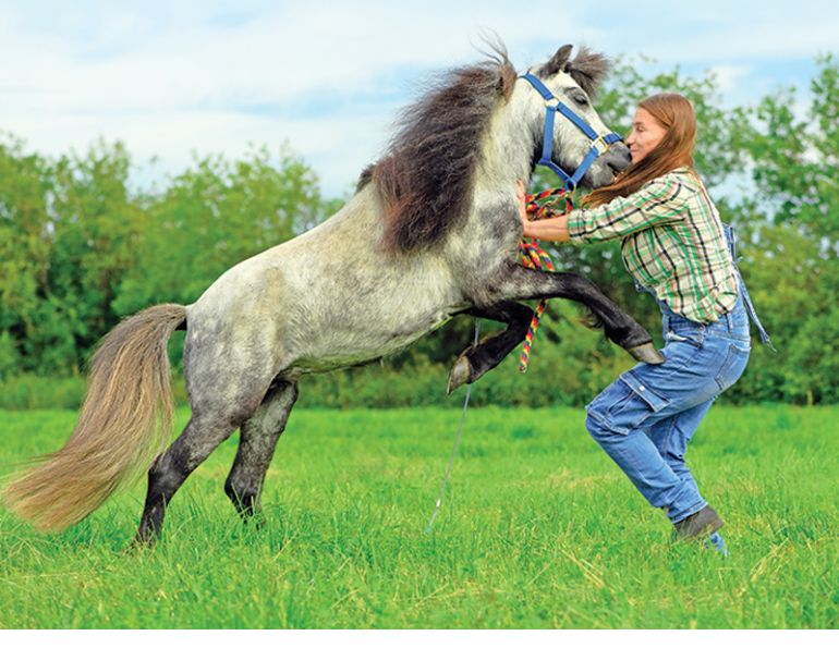 evolution of ponies, riding ponies, training ponies, children and ponies, nikki alvin smith, what to look for in a pony, my pony bites