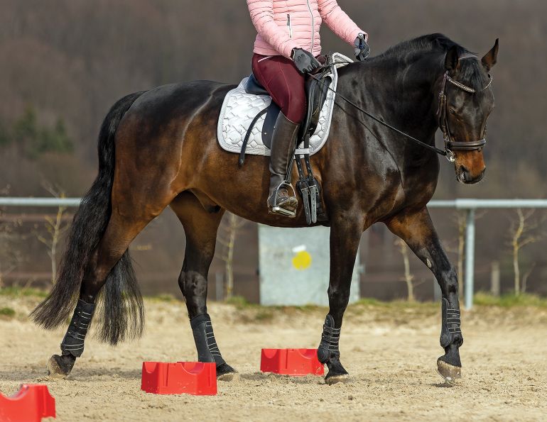 how long should i train my horse daily, equine physiology, horse training with jec ballou, types of exercises for my horse