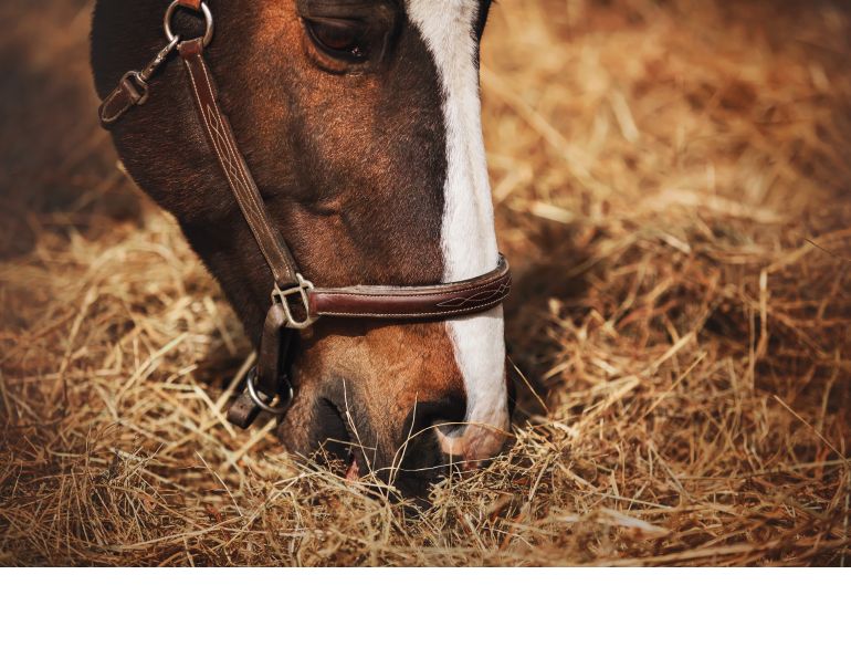 horse nutrition, prevention colic horses, feeding horses hindgut, electrolytes horses, supplements for horses, equine digestive system