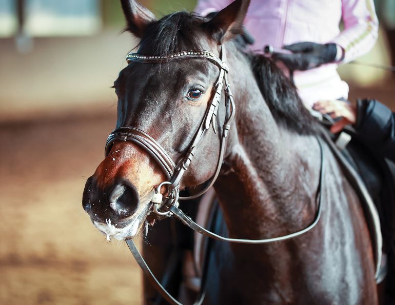 equine fitness program, jec ballou, how to increase my horse's fitness, plan to keep my horse fit