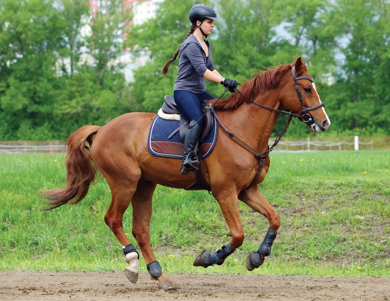 horse exercises for lightness, lateral poll flexion exercises, schaukel horse training, jec ballou horse trainer, ground pole exercises horses, improving contact with horses