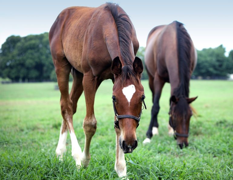 anxious horse, bombproofing a foal, nervous foal, protecting foal, safety horses, international society for equitation science