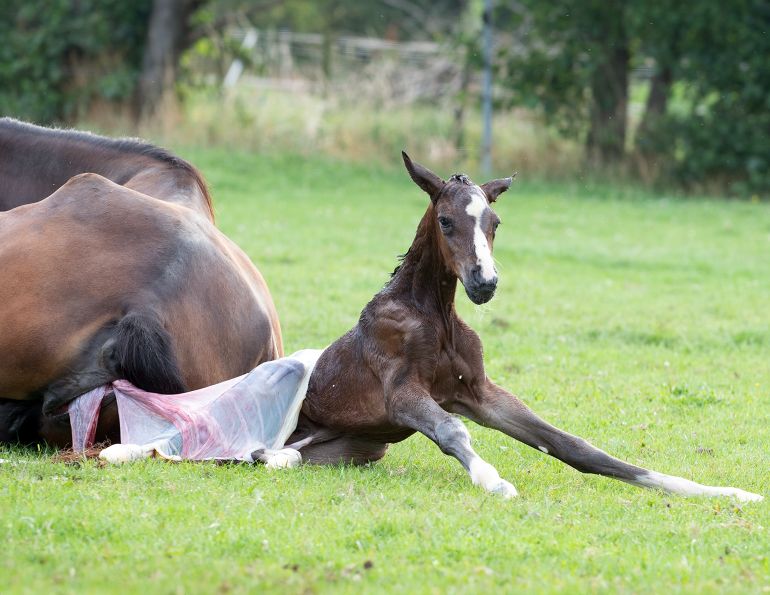 equine pregnancy, foaling prediction, horse gestation length, fetal development horses, ultrasound pregnancy horses, foal health monitoring, equine reproduction research, predicting foaling date