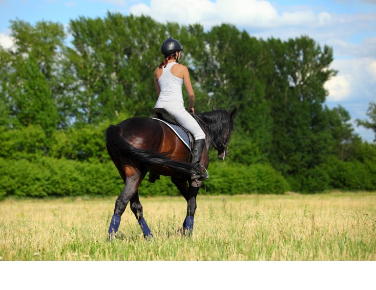 overheating horse too hot summer riding heat