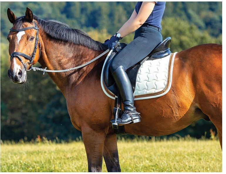 walking workouts horse, jec ballou horse fitness, keeping horse fit, groundwork horse, conditioning exercises horse, equine therapeutic exercises horse