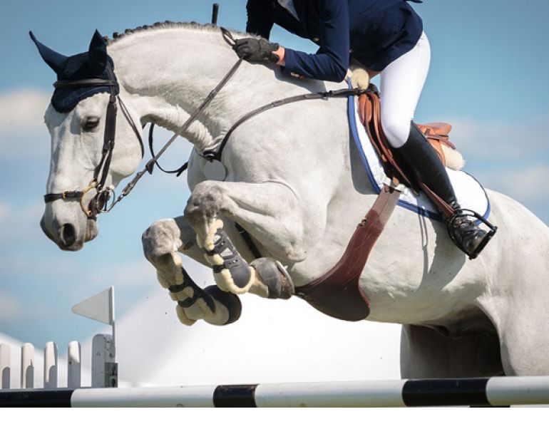 Dr. Crystal Lee, Equine Joint Inflammation, equine Osteoarthritis, healthy equine cartilage, healthy equine cartilage, Polysulfated glycosaminoglycan, equine articular cartilage Dr. Crystal Lee, Equine Joint Inflammation, equine Osteoarthritis, healthy equine cartilage, healthy equine cartilage, Polysulfated glycosaminoglycan, equine articular cartilage