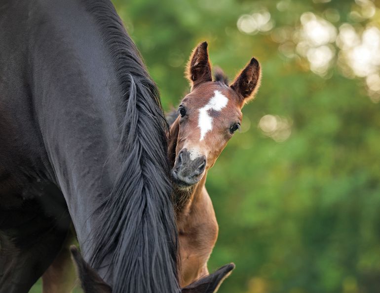 equine embryo production, IVEP horses, ICSI horses, equine genetics, embryo transfer horses, horse breeding technology, equine reproductive techniques, genetic testing horses
