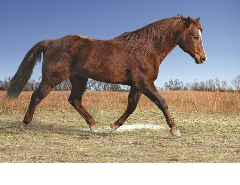 senior horse, aging horse, older horse, horse massage, equine massage, northwest school of animal massage