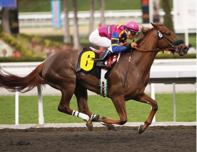 Retraining Thoroughbreds, new careers Thoroughbreds, Barbara Sheridan Equine Guelph, Garry Westergaard, Priscilla Clark Tranquility Farm, thoroughbred career change, Jocelyn Inglehart, Wendy Muir, Jane Avril 