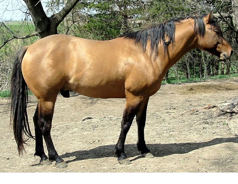 equine navicular, horse navicular, navicular syndrome horse, horse hooves, navicular disease horses, horse lameness equine navicular, horse navicular, navicular syndrome horse, horse hooves, navicular disease horses, horse lameness