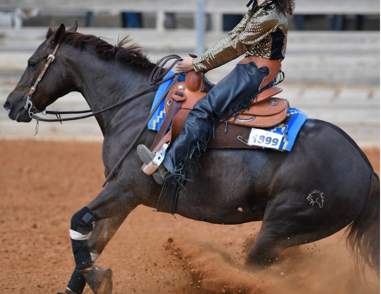 jochen schleese saddle fitting, difference between western saddle versus english saddle, saddle fitting western, saddle fitting english