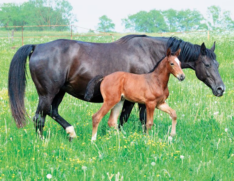 nutrition for the foal, calcium for mare and foal, creep feed system, shelagh niblock, deveopmental orthopedic disease equines