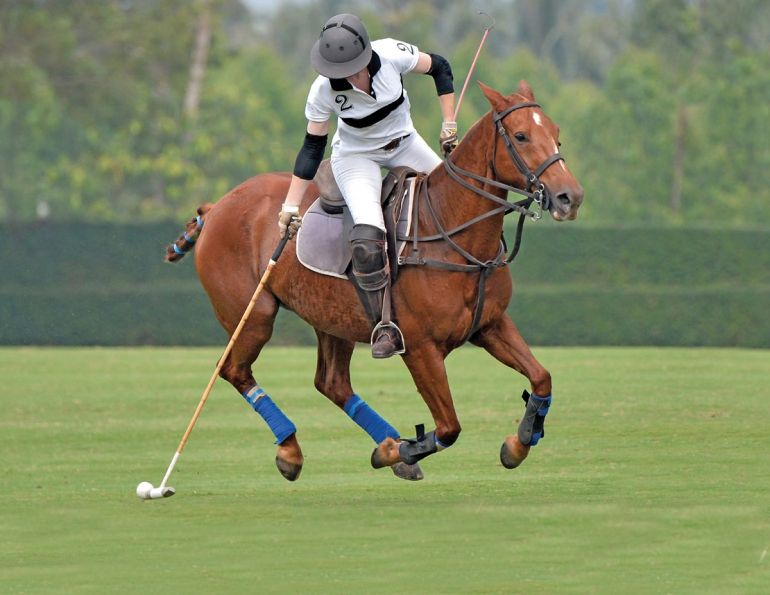 horse meal timing, importance of horse mealtimes, Feeding for equine foregut health, Feeding for equine hindgut health, performance horse mealtimes