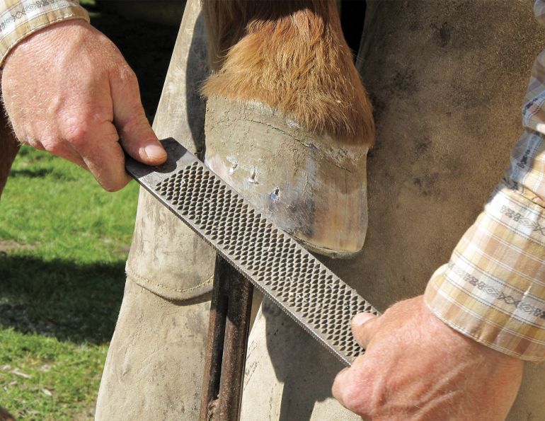 Hoof Care Equine Guelph, nutrition for horse hooves, dry weather horse hooves, hoof abscess, sean elliott, how often farrier