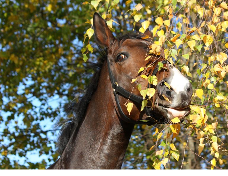 toxic plants, toxic trees, toxic horse, horse toxic, horse poison, equine poison toxic plants, toxic trees, toxic horse, horse toxic, horse poison, equine poison